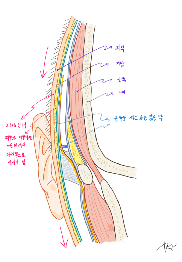 얼굴 피부의 단면의 해부학적 구조
