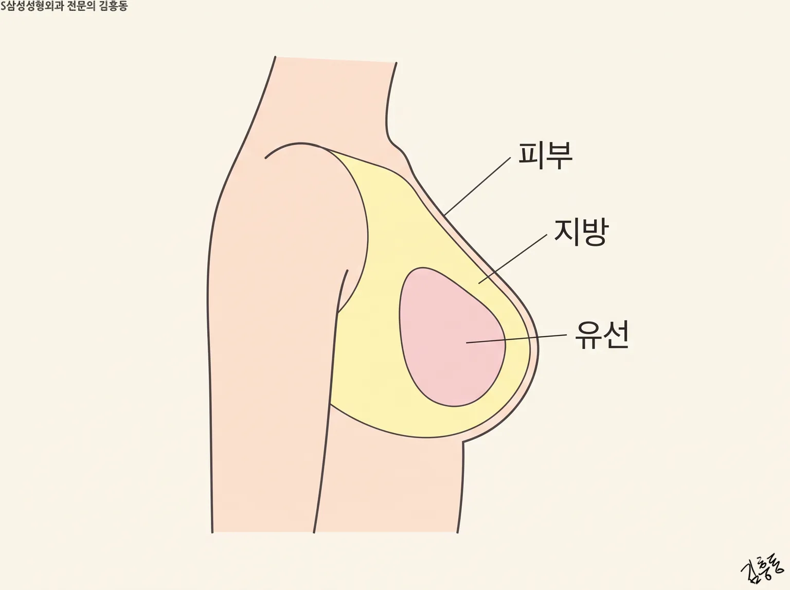 피부 · 지방 · 유선 이름표가 붙은, 옆에서 본 가슴 세 층 단면 그림