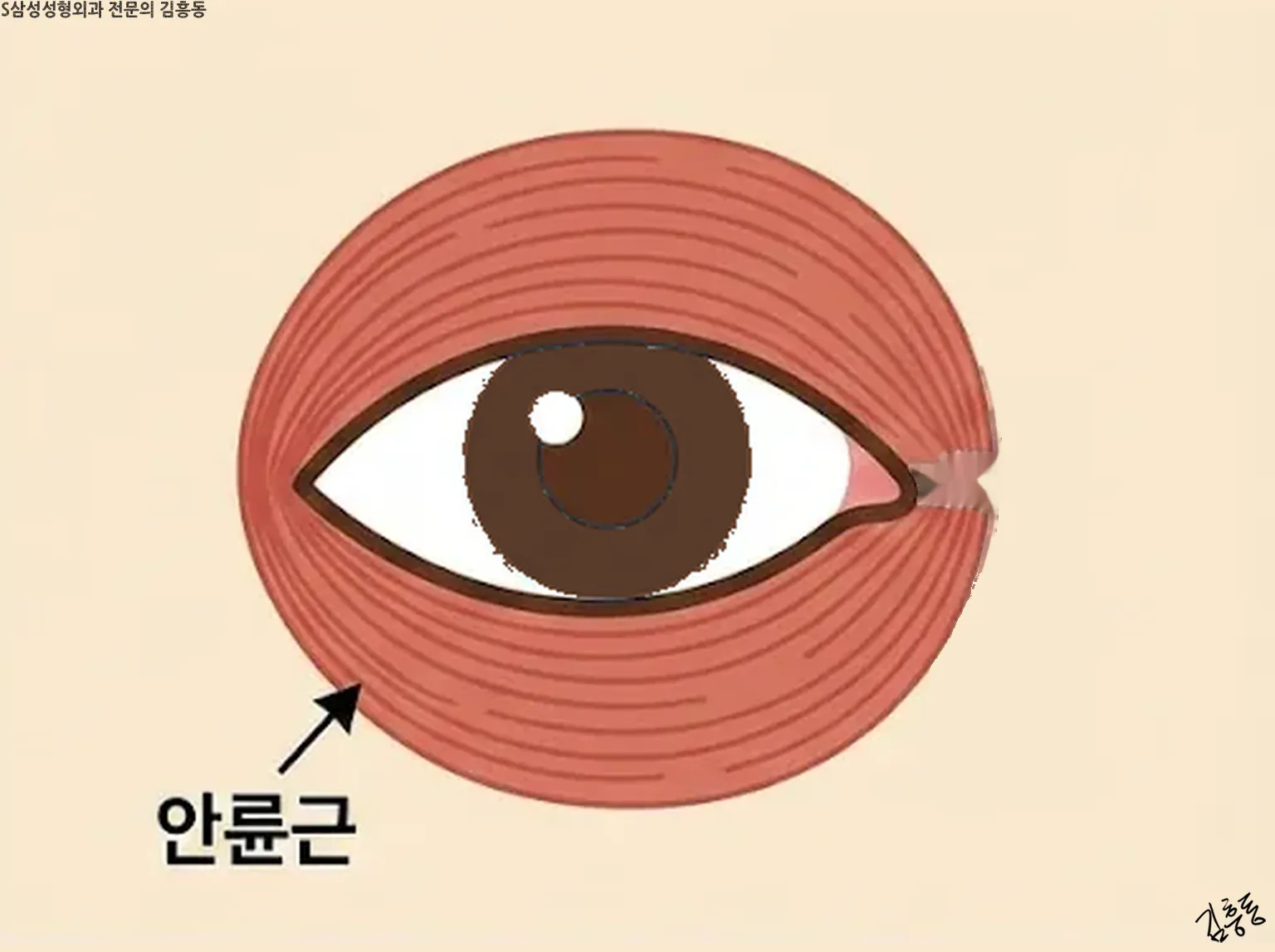 「안륜근」 이름표가 붙은, 눈 둘레를 둥글게 감싼 근육 그림