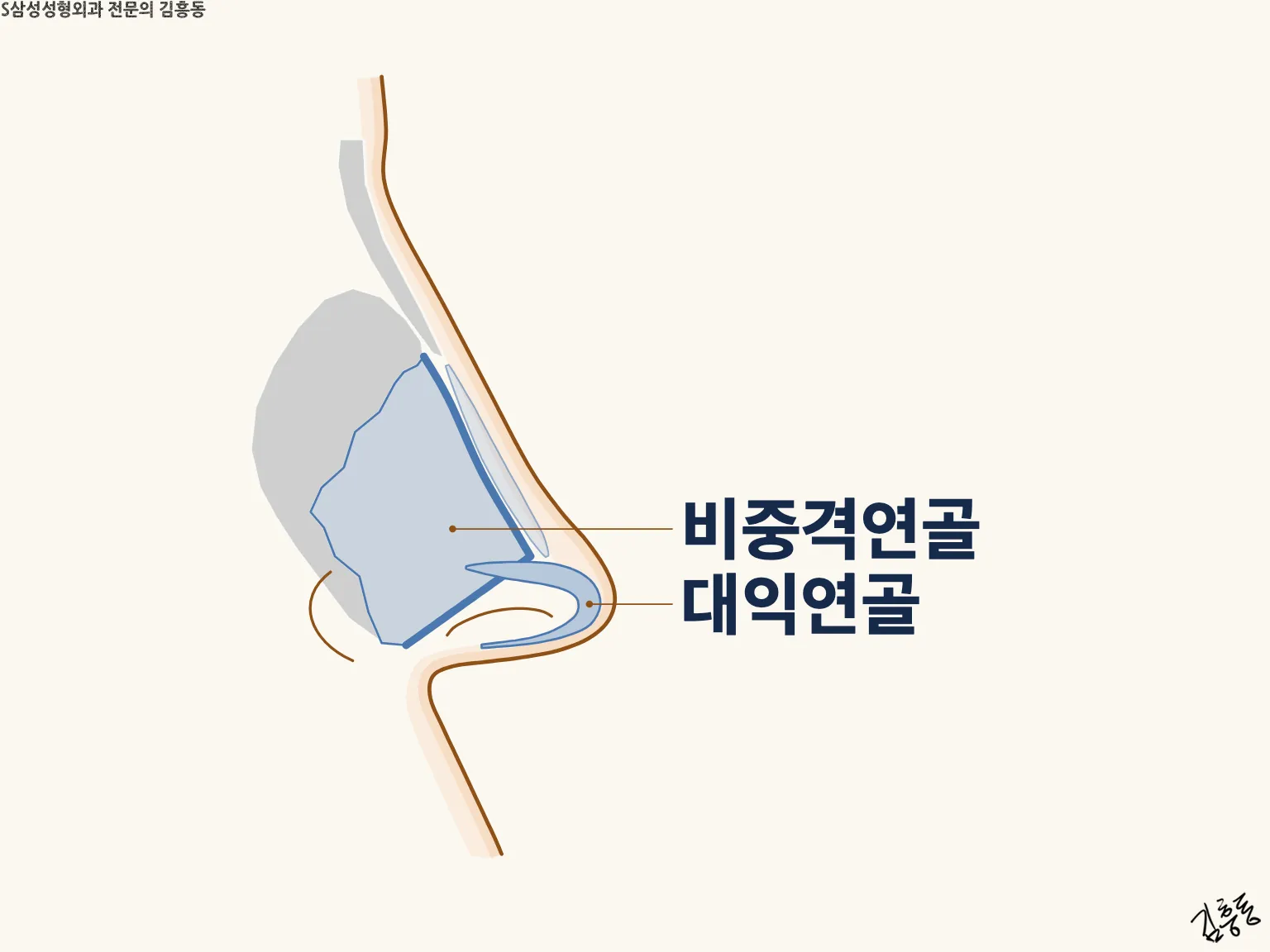 「비중격연골」 · 「대익연골」 이름표가 붙은, 대익연골이 비중격연골 앞 모서리에 얹혀 겹쳐 보이는 코 옆 단면 그림