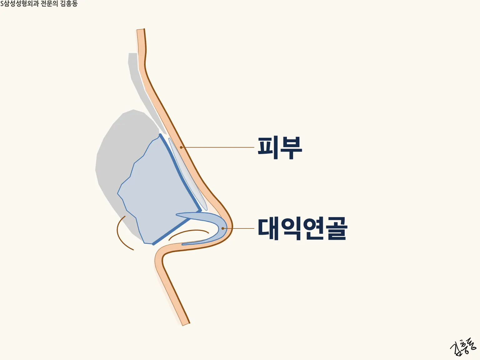 「피부」 · 「대익연골」 이름표가 붙은, 코끝 피부 아래 대익연골이 놓인 코 옆 단면 그림
