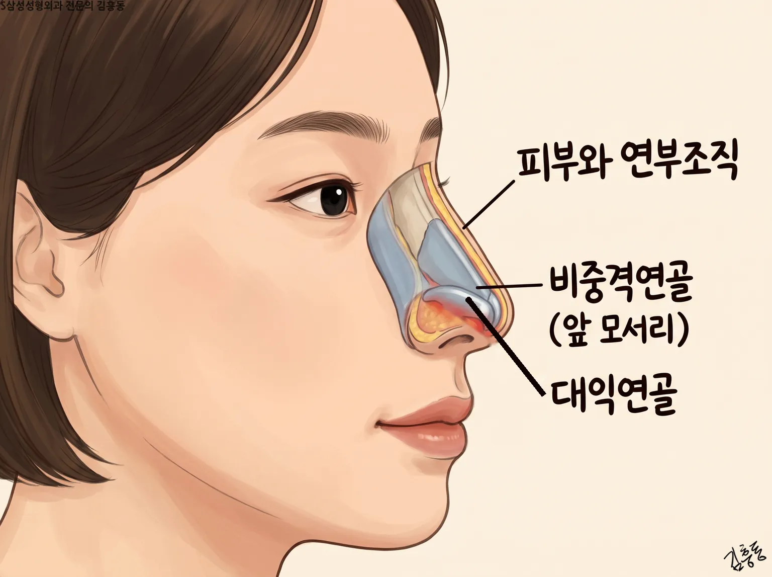 피부와 연부조직 · 비중격연골(앞 모서리) · 대익연골 이름표가 붙은 코 옆 단면 그림